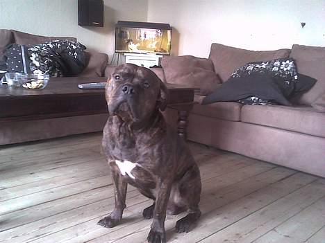 Blanding af racer **Chila** R.I.P - Her er storebror Cosmo.. Han elsker og lege med mig, men har er ikke så glad for mig om morgen når jeg er frisk og han bare vil sove videre.. Smil billede 6