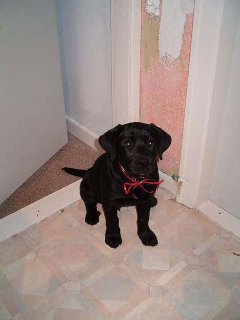 Blanding af racer Bobby   Rott/lab.  billede 4