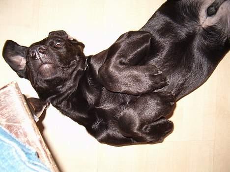 Blanding af racer Bobby   Rott/lab.  billede 5