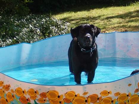 Blanding af racer Bobby   Rott/lab.  billede 6