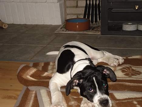 Blanding af racer Molly - argh endelig tid til en lur.. billede 11