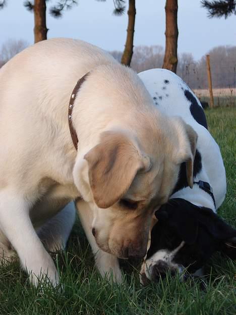 Blanding af racer Molly billede 12