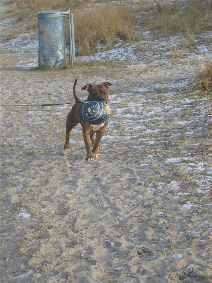 Amerikansk staffordshire terrier Cody HimmelHund billede 12