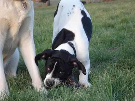 Blanding af racer Molly - hmm jeg er opdaget... billede 13