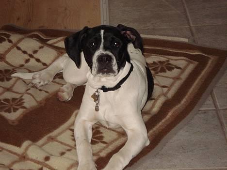 Blanding af racer Molly - Angrib billede 14