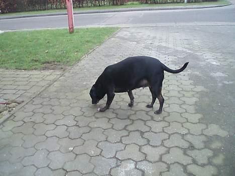 Blanding af racer Chevy - jeg snuser lige XD billede 2