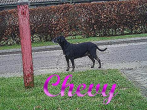 Blanding af racer Chevy - jeg kikker lige hvad der sker der henne :) min ven idamarie der har lavet det til mig billede 3