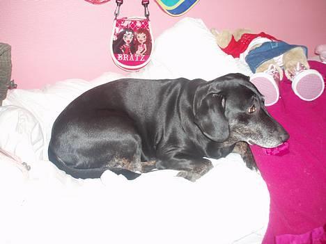 Blanding af racer Chevy - jeg ligger lige og hygger mig billede 4