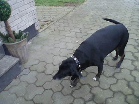 Blanding af racer Chevy - jaaa  vi skal ud i haven billede 5