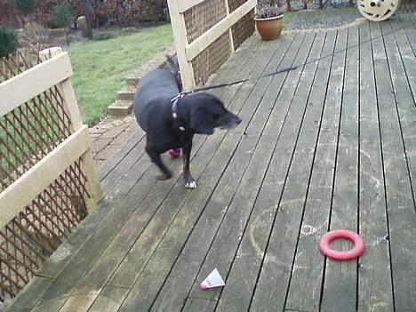 Blanding af racer Chevy - ømmm hvad skal jeg lege med, der er så meget XD billede 7