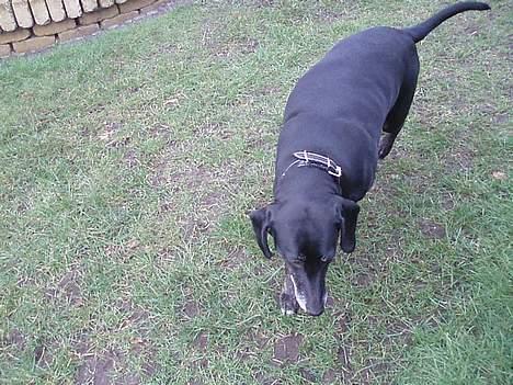 Blanding af racer Chevy - løber mig lige en tur billede 9