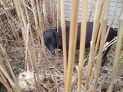 Blanding af racer Chevy - jeg gemmer mig lige billede 10