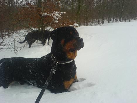 Rottweiler chang billede 1