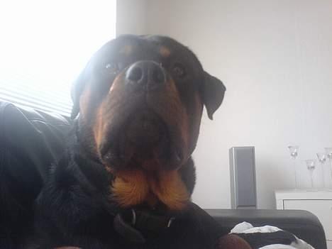 Rottweiler chang billede 2