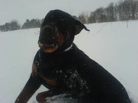 Rottweiler chang billede 3