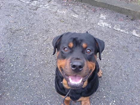 Rottweiler chang billede 4