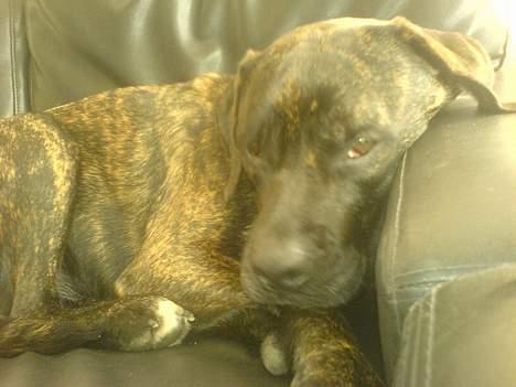 Rottweiler chang billede 5