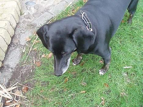 Blanding af racer Chevy - hvad sker der. jeg kan se noget XD billede 11