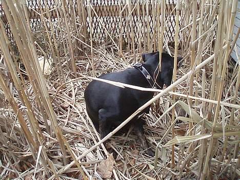 Blanding af racer Chevy - klør mig lige billede 13