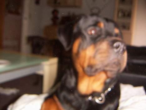 Rottweiler chang billede 6