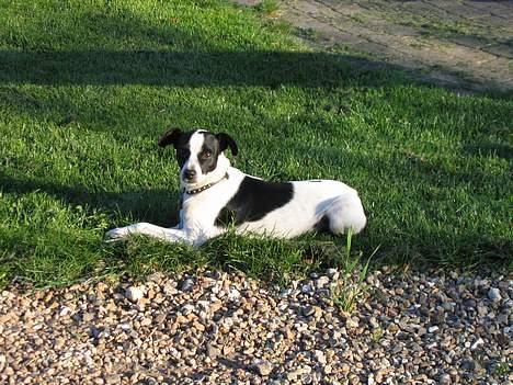 Dansk svensk gaardhund Pelle billede 11