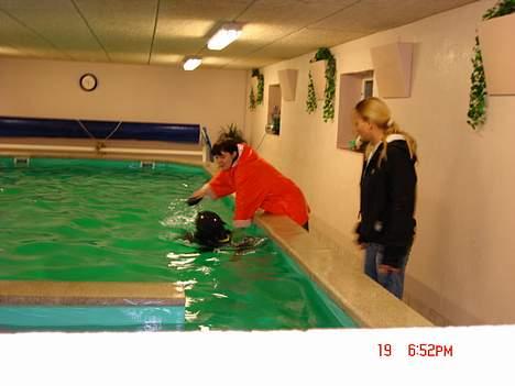 Cane corso xenia billede 16