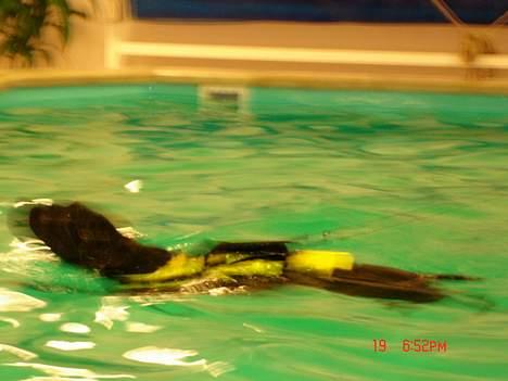 Cane corso xenia billede 17