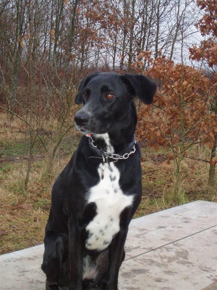 Blanding af racer Tikka billede 16