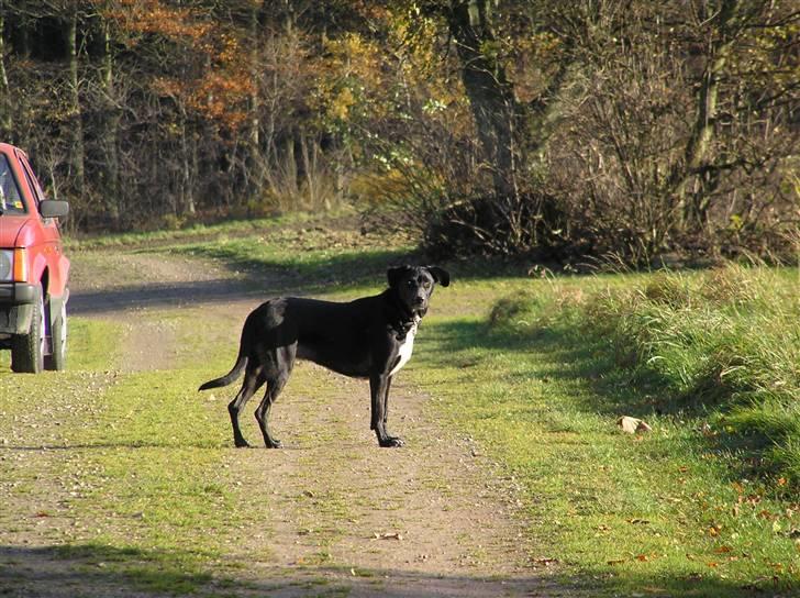 Blanding af racer Tikka billede 17