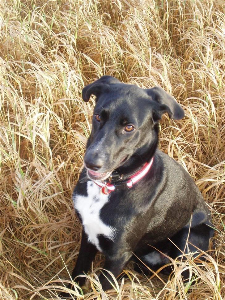 Blanding af racer Tikka billede 18