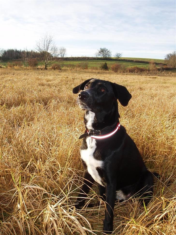 Blanding af racer Tikka billede 19