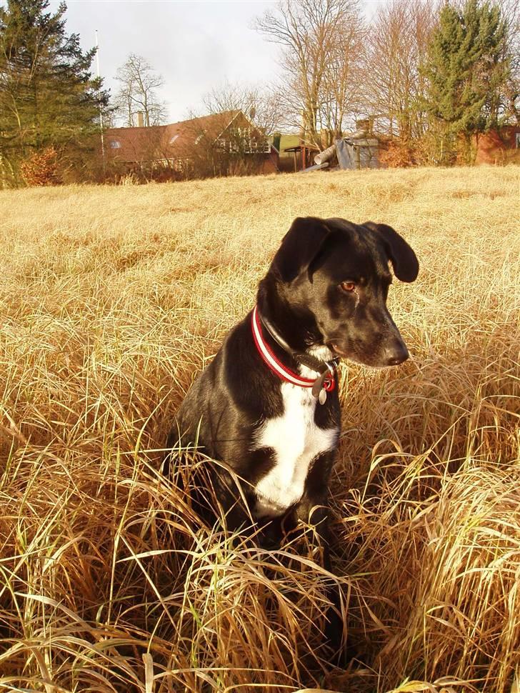 Blanding af racer Tikka billede 20