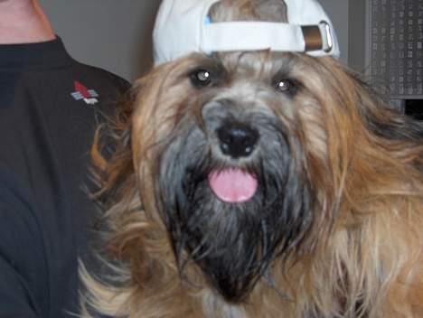 Lhasa apso Fu-kao Zombie (Balou) billede 10