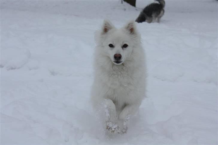 Japansk spids Miska aka smuksakken billede 18