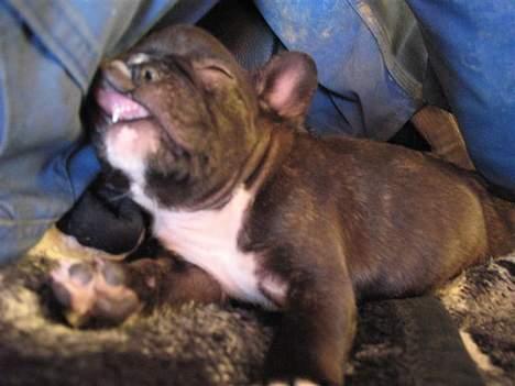 Fransk bulldog **Chick**("omplaceret") - jaahh det var meningen man sku kunne se mine bisser .. Tog mig lige en morfar .. billede 11