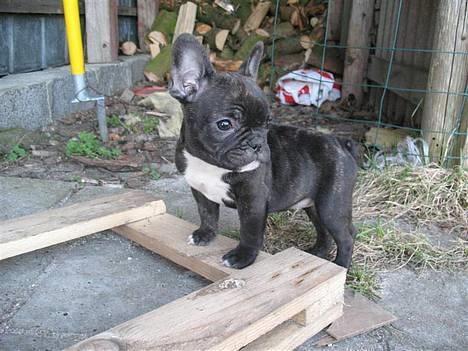Fransk bulldog **Chick**("omplaceret") - Smuksak :D billede 12