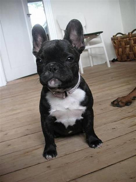 Fransk bulldog **Chick**("omplaceret") - Lækkermååås..... billede 13