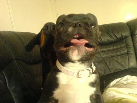 Fransk bulldog **Chick**("omplaceret") - Puha man bliver forpusest a at rende frem og tilbage i hele stuen..  billede 14