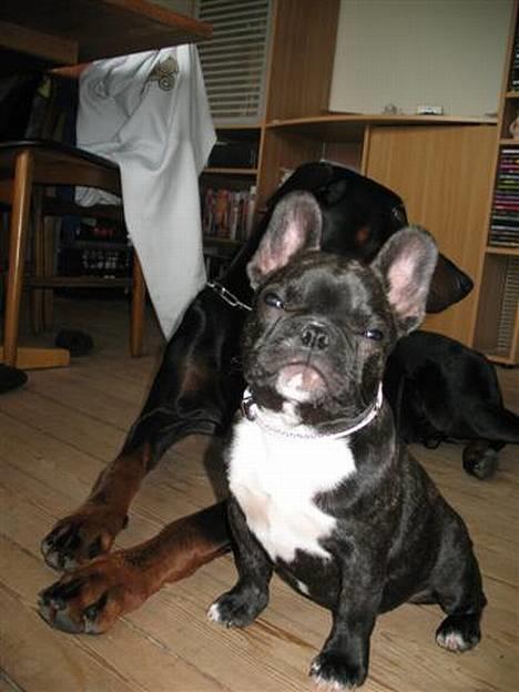 Fransk bulldog **Chick**("omplaceret") - HVAD ?  billede 15