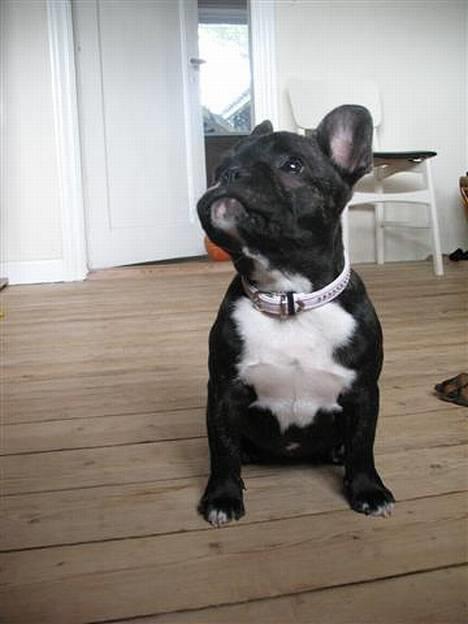 Fransk bulldog **Chick**("omplaceret") - Mmm .. billede 16