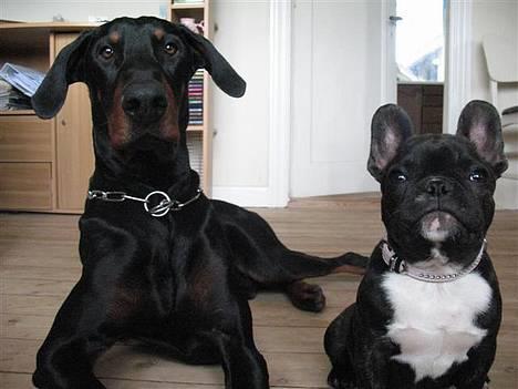 Fransk bulldog **Chick**("omplaceret") - Kenzo og Chick :D billede 17