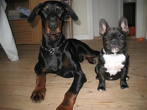 Fransk bulldog **Chick**("omplaceret") - kenzo og Chick igen... :D billede 18