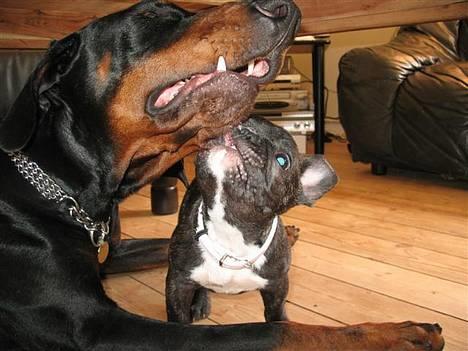 Fransk bulldog **Chick**("omplaceret") - Grrrr.. Bare fordi jeg er mindre ka jeg sagtens ordne dig Kenzo... billede 19