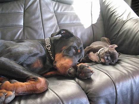 Fransk bulldog **Chick**("omplaceret") - Så må vi hellere ta en slapper,.. D var hårdt .. billede 20