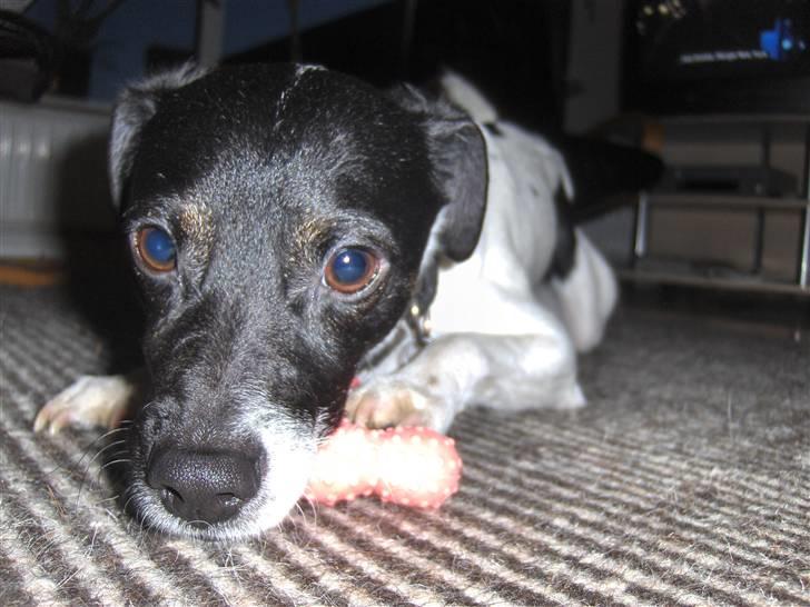 Dansk svensk gaardhund Lucky  - 2. billede 2