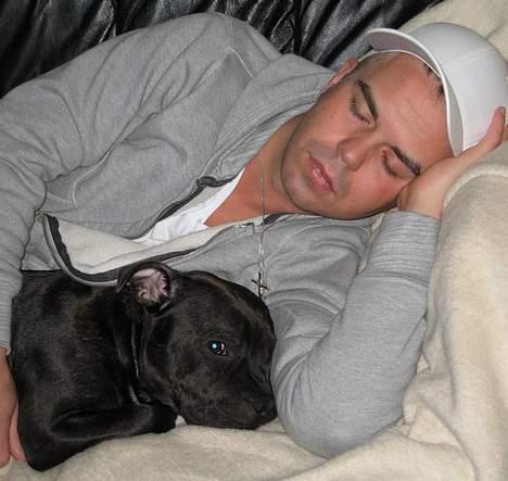 Staffordshire bull terrier *AYA* - *NYT* Ligger lige og putter med far det er det bedste :o) billede 9