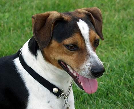 Dansk svensk gaardhund Samson - PLETSKUD billede 1