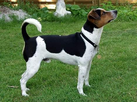 Dansk svensk gaardhund Samson - Hans krop billede 2