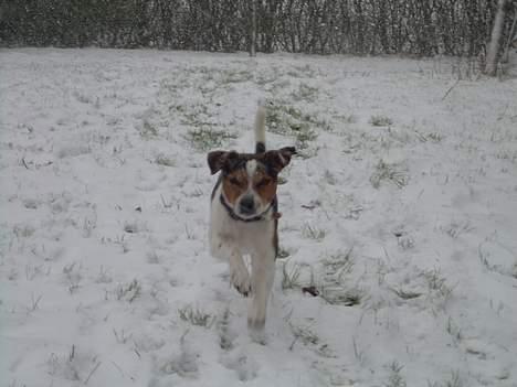 Dansk svensk gaardhund Samson - Kom her billede 3