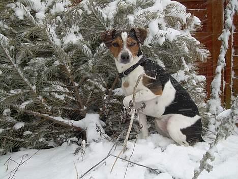 Dansk svensk gaardhund Samson - Skal jeg gå over? billede 4